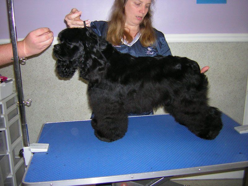 Pet grooming