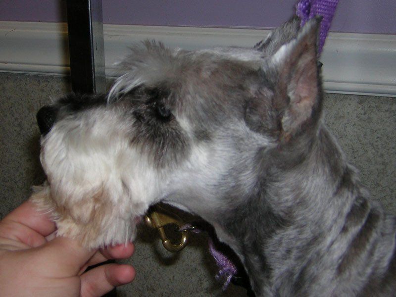 Cute pet dog