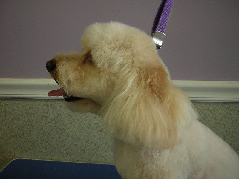 Cute dog