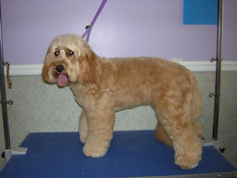 Dog grooming