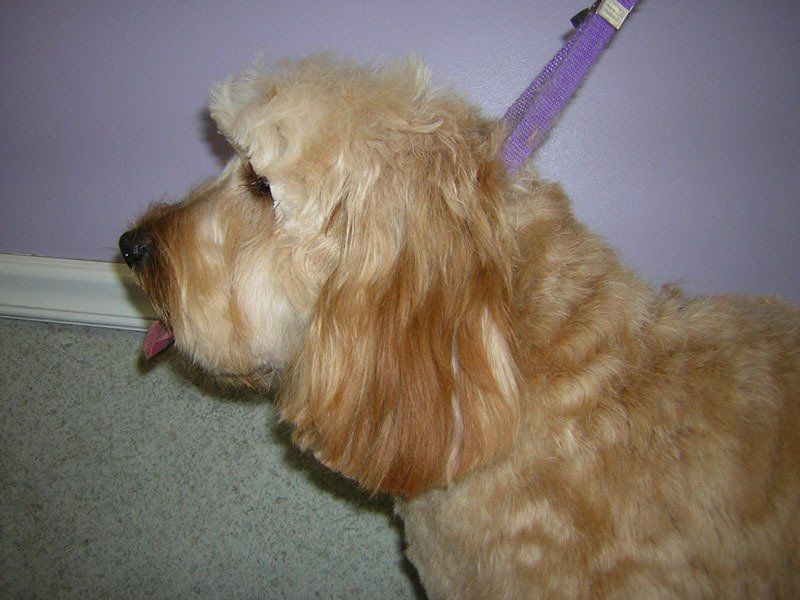 Dog grooming