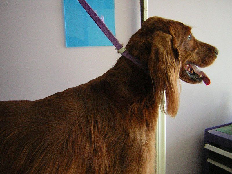 Dog grooming