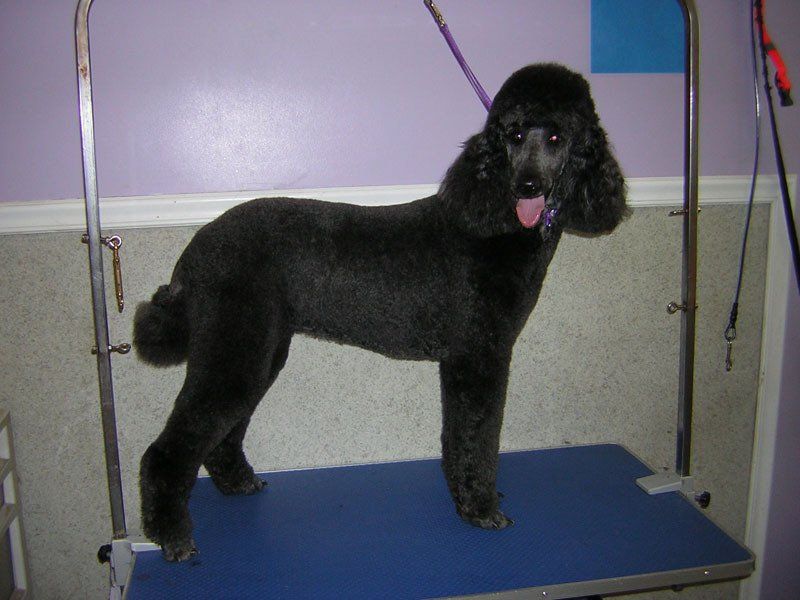 Dog grooming