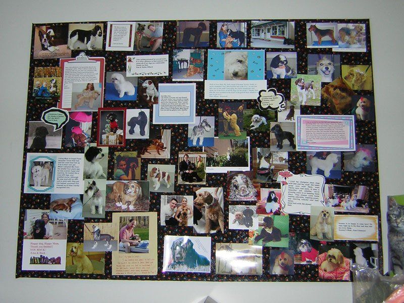 Dog owners pictures