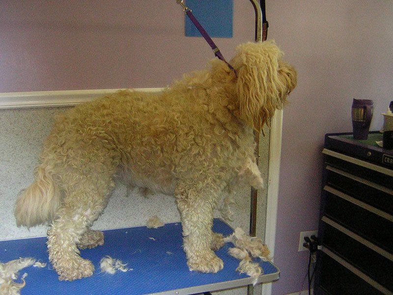 Pet dog