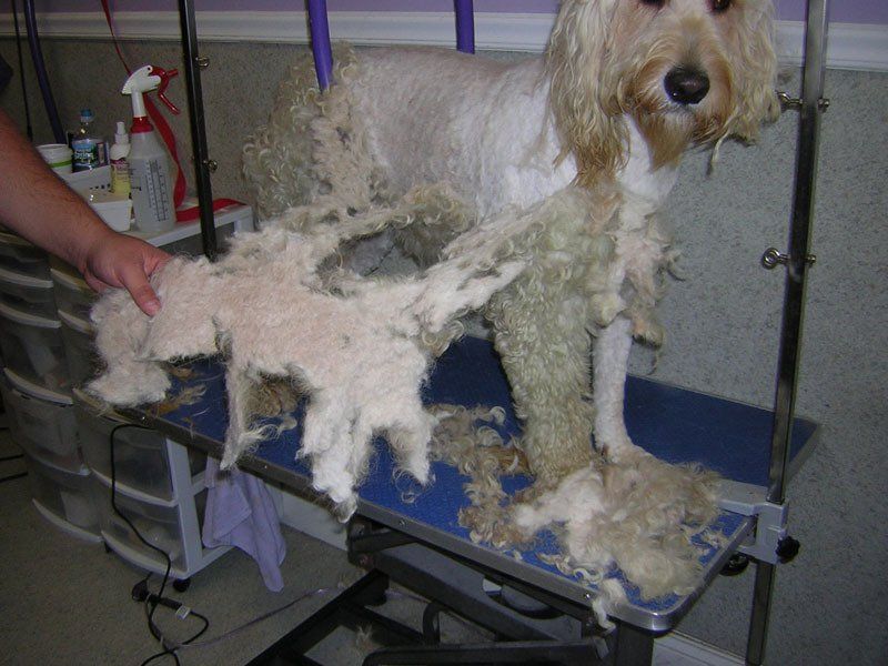 Dog grooming