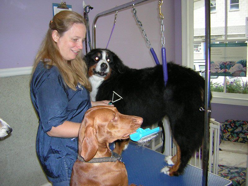 Dog grooming