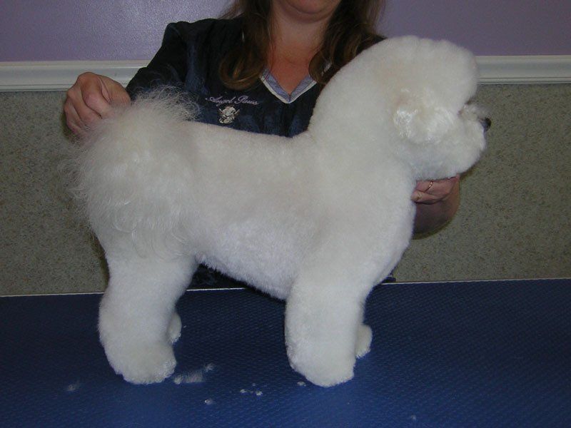 Cute pet dog