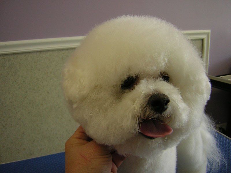 Dog grooming