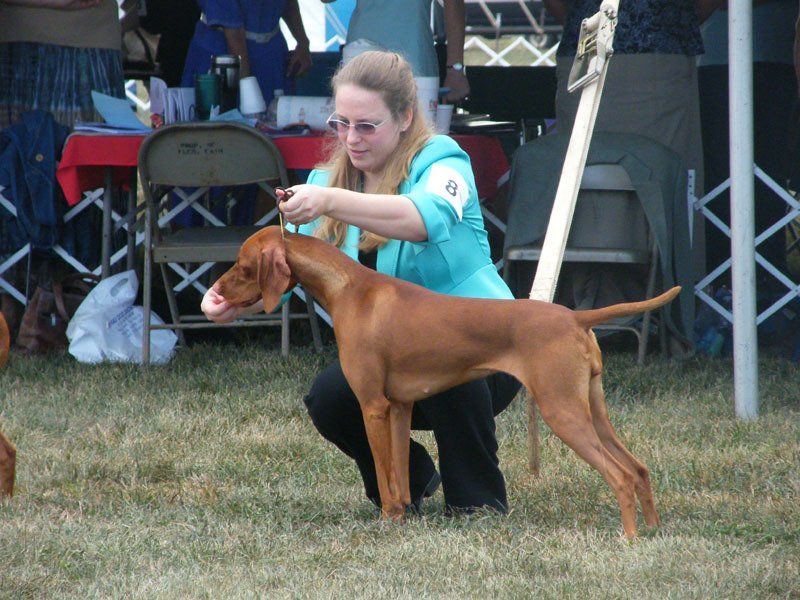 Dog show