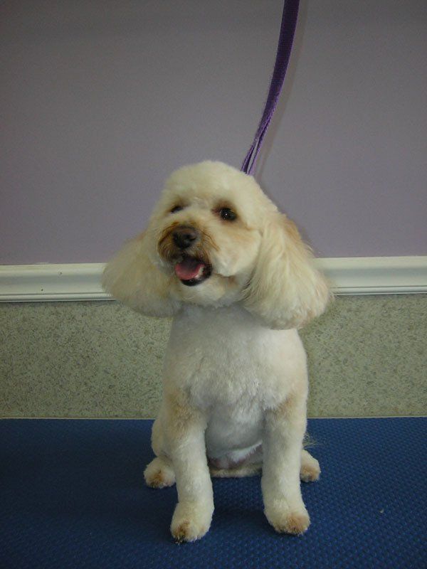 Cute dog