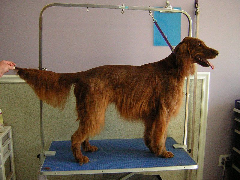 Dog grooming