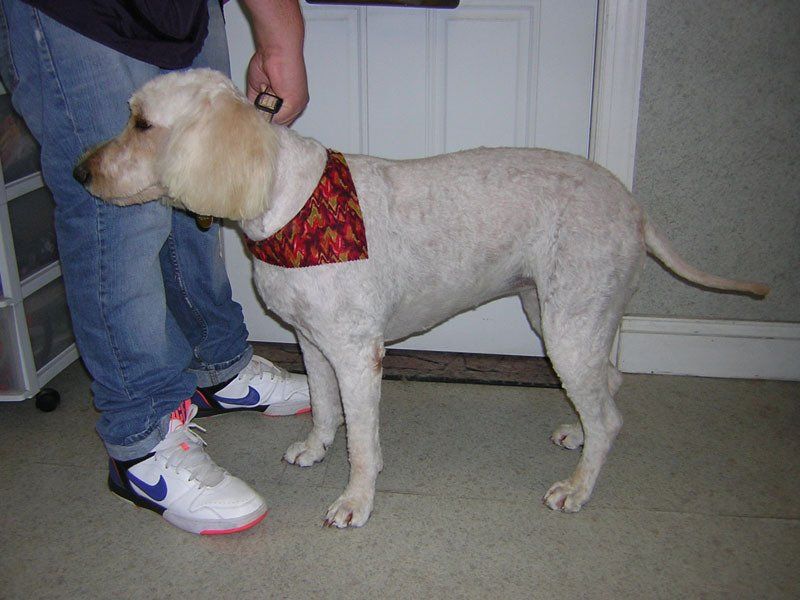 Dog grooming