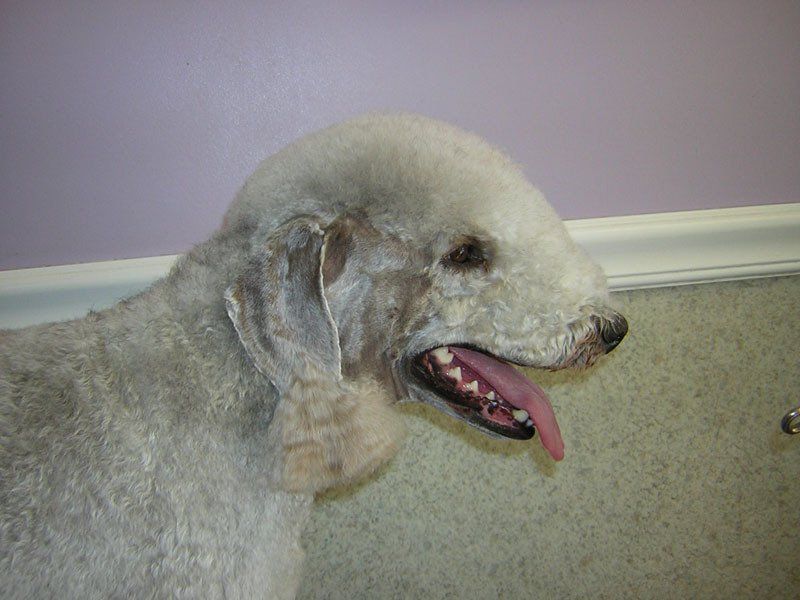 Dog grooming