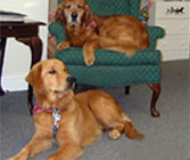 Cute dogs