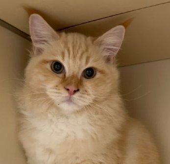 a close-up of an orange cat with blue eyes looking at the camera.