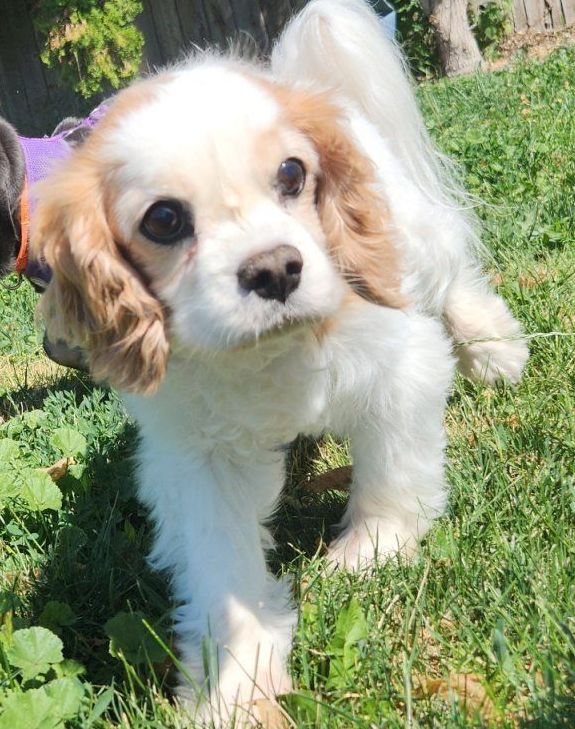 a dog is running with a tennis ball in its mouth.