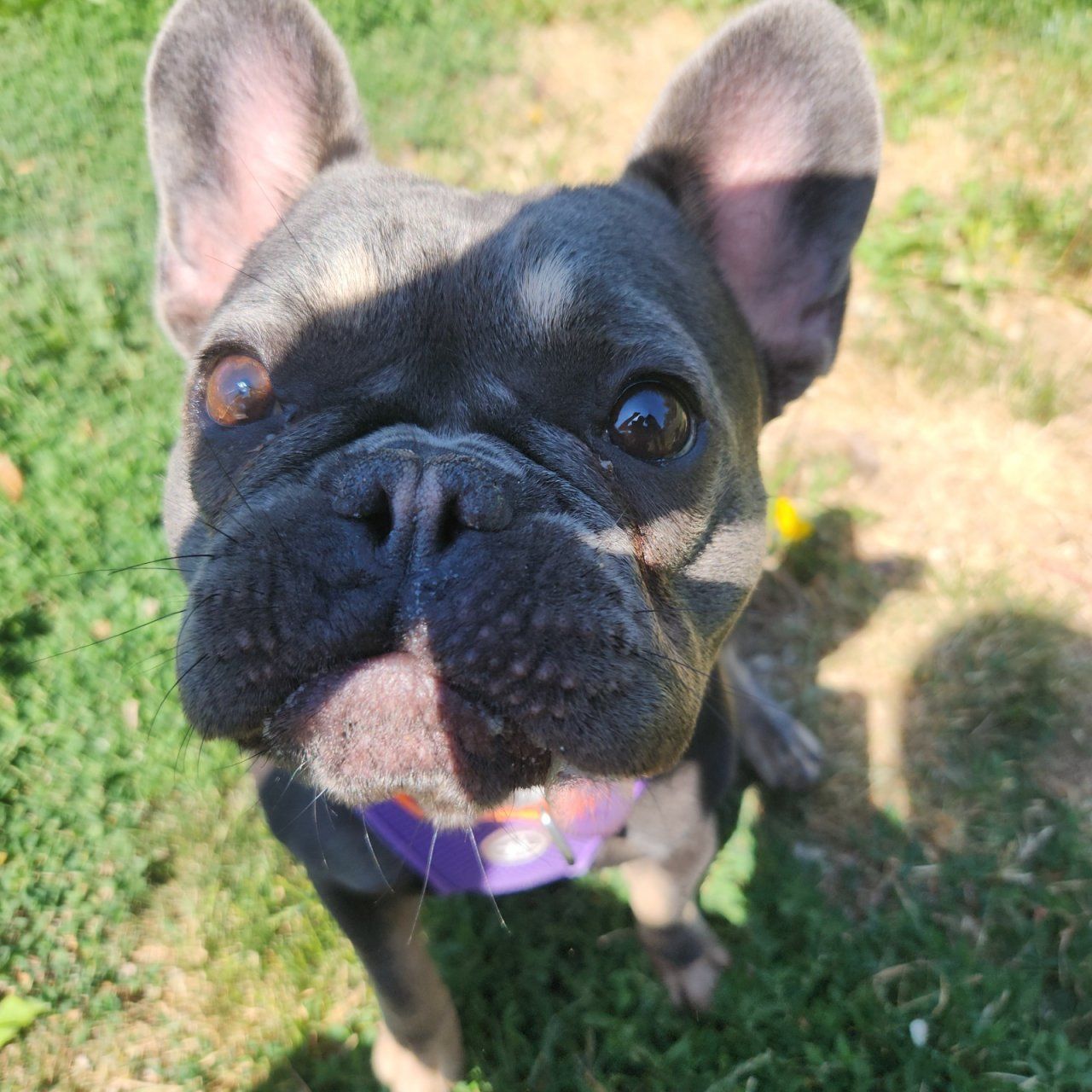 a dog is laying on the grass chewing on a rope toy.