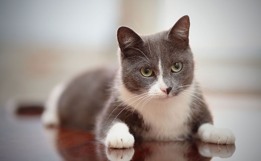 a gray and white cat is lying on a wooden table.