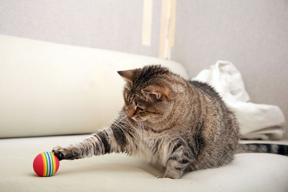 a cat is playing with a ball on a couch.