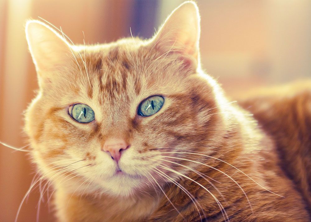 a close-up of an orange cat with blue eyes looking at the camera.