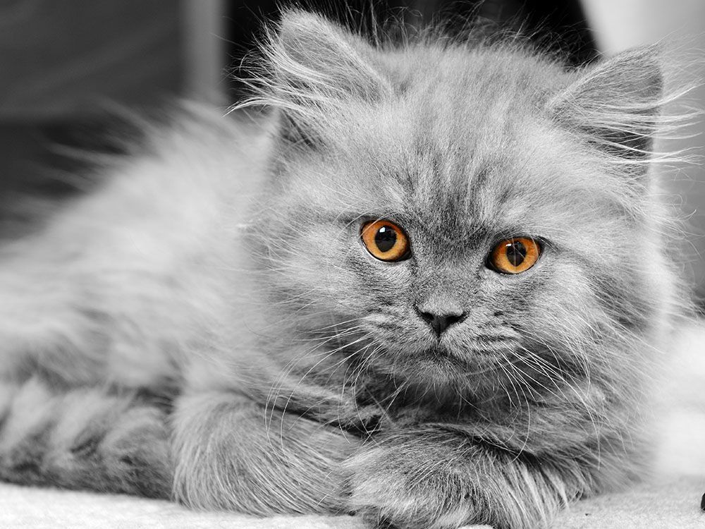 a black and white photo of a fluffy gray cat with orange eyes.