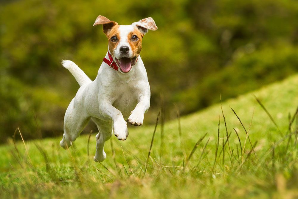 a small dog is running through a grassy field.