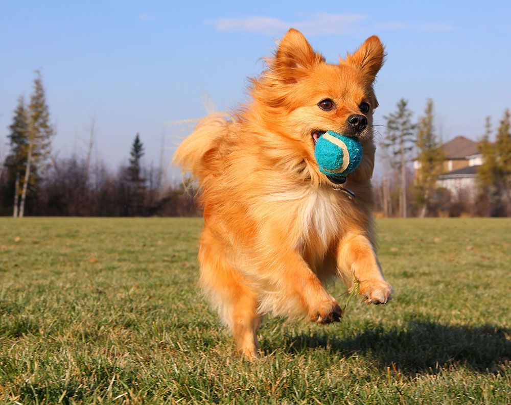 a dog is running with a tennis ball in its mouth.