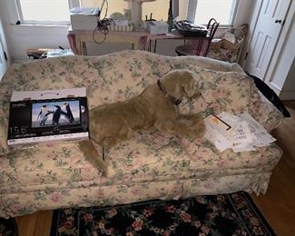 Dog on sofa