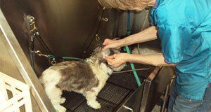 An Expert Bathing a pup