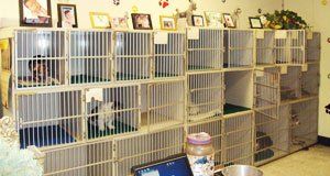 Pet Cages In A Room