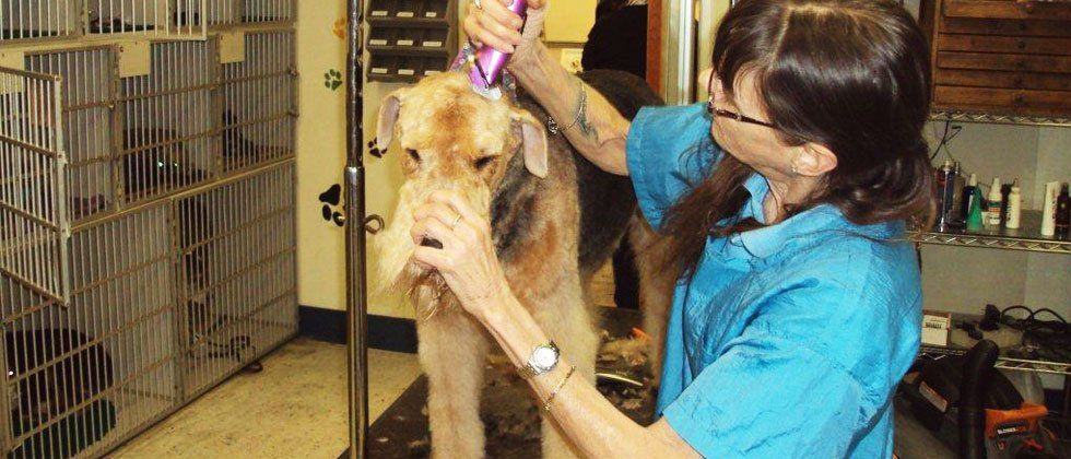 An Expert Grooming A Dog