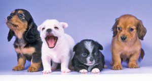 Four Cute Puppies Sitting Together