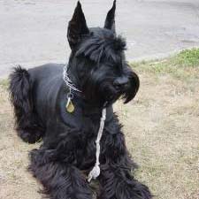giant_schnauzer