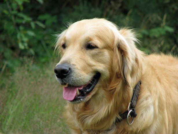 golden-retriever-dog