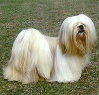 Lhasa Apso