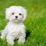 maltese-dog1