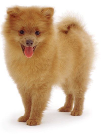 toy_dogs_pomeranian
