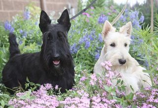 white scottish terrier