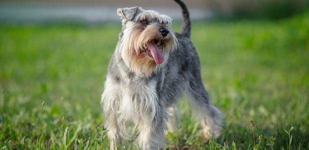 terrier2-Dogs-Best-Friend-Inc-pasadena-ca