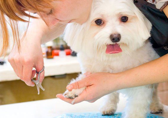 experienced-dog-nail-clipping-Dogs-Best-Friend-Inc-pasadena-ca