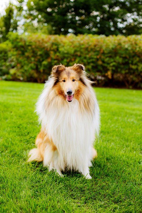 groomed-dog-Dogs-Best-Friend-Inc-pasadena-ca