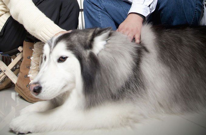 dog-grooming-pasadena-ca-Dogs-Best-Friend-Inc