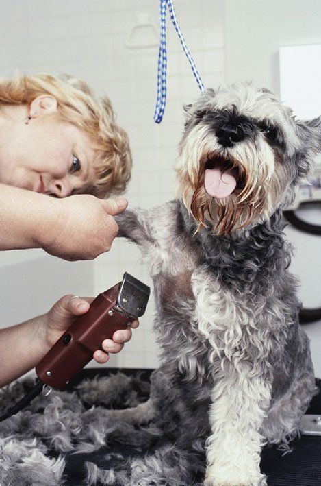 experienced-pet-grooming-Dogs-Best-Friend-Inc-pasadena-ca