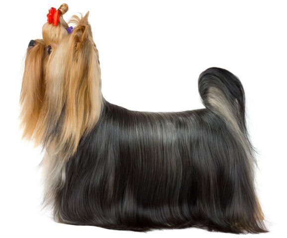 silky-groom-Dogs-Best-Friend-Inc-pasadena-ca