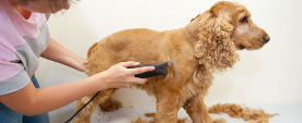 experienced-dog-grooming-Dogs-Best-Friend-Inc-pasa