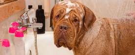 Bathing A Dog