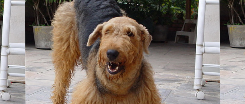 terrier3-Dogs-Best-Friend-Inc-pasadena-ca
