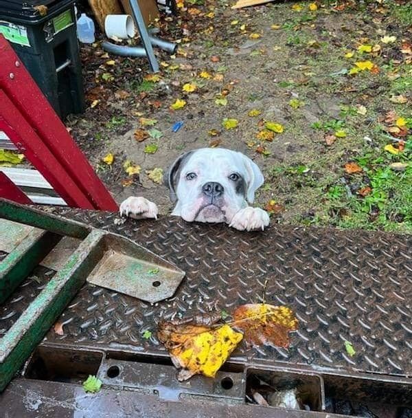 A dog with its head and paws on the equipment