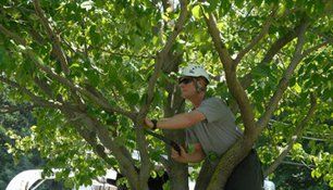 Tree Trimming